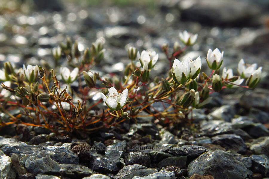 California sandwort (Minuartia californica (Sabulina californica)) [Knoxville Recreation Area, Napa County, California]