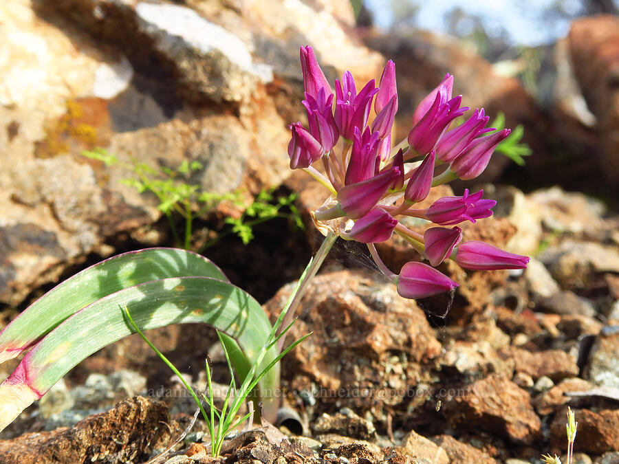 sickle-leaf onion (Allium falcifolium) [Knoxville Recreation Area, Napa County, California]