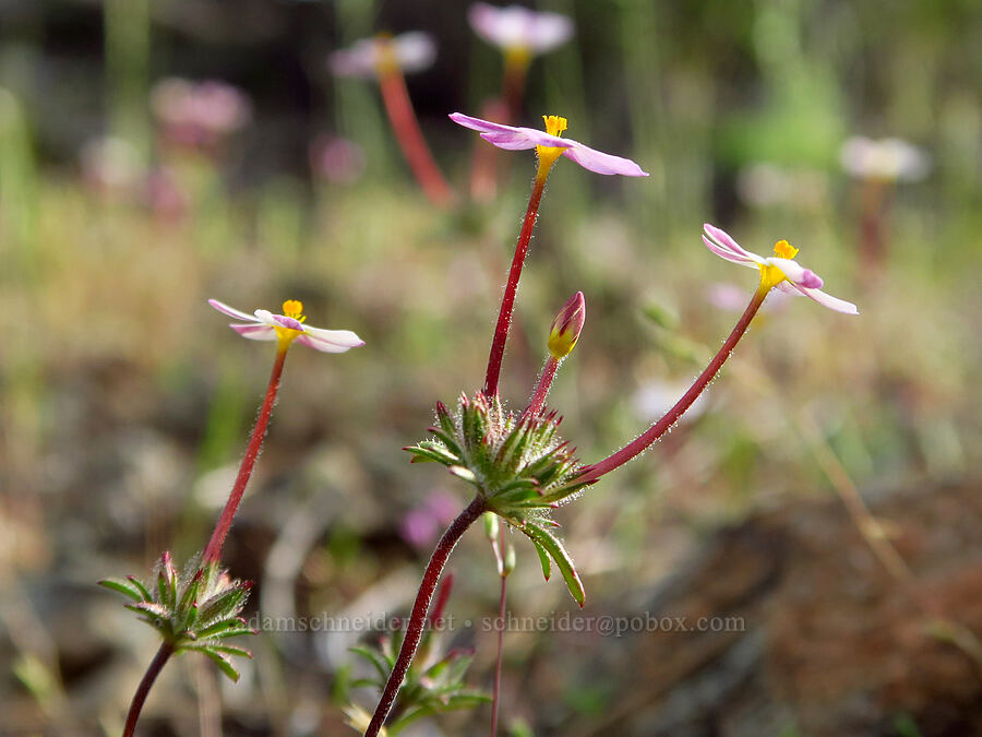 variable linanthus (Leptosiphon parviflorus (Linanthus parviflorus)) [Knoxville Recreation Area, Napa County, California]