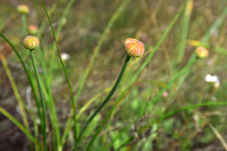 narrow-leaf onion, budding (Allium amplectens) [Knoxville Recreation Area, Napa County, California]