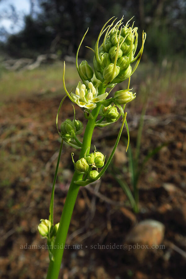 small-flowered death-camas (Toxicoscordion micranthum (Zigadenus micranthus)) [Knoxville Recreation Area, Napa County, California]