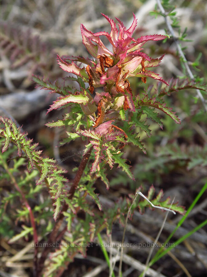 warrior's plume lousewort (Pedicularis densiflora) [Knoxville Recreation Area, Napa County, California]