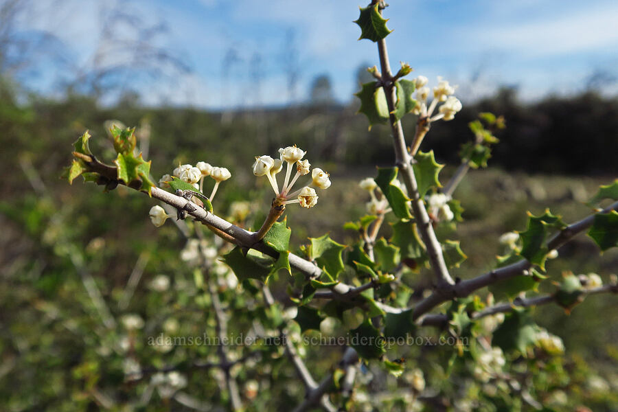 musk-brush (Ceanothus jepsonii) [Knoxville Recreation Area, Napa County, California]