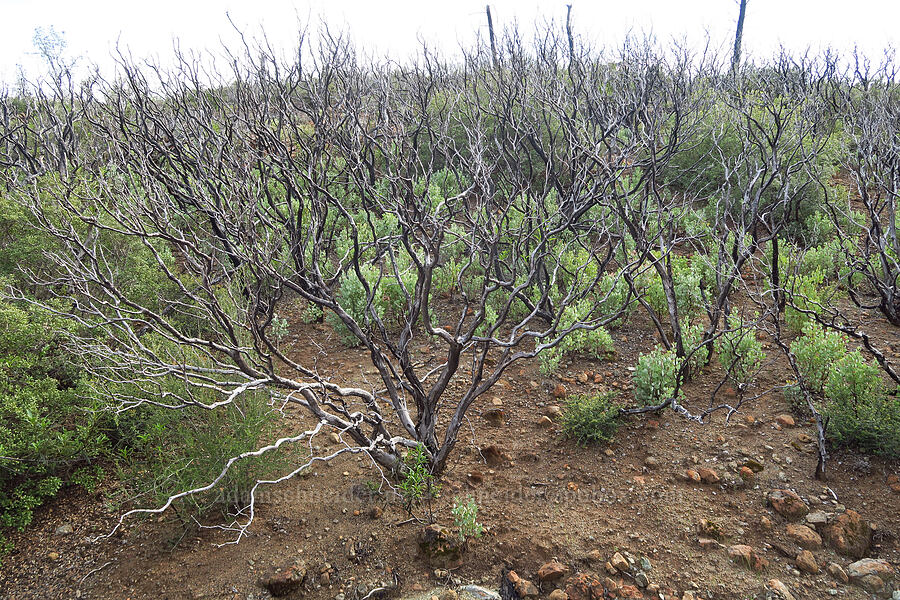 burned white-leaf manzanita (Arctostaphylos viscida) [Knoxville Recreation Area, Napa County, California]