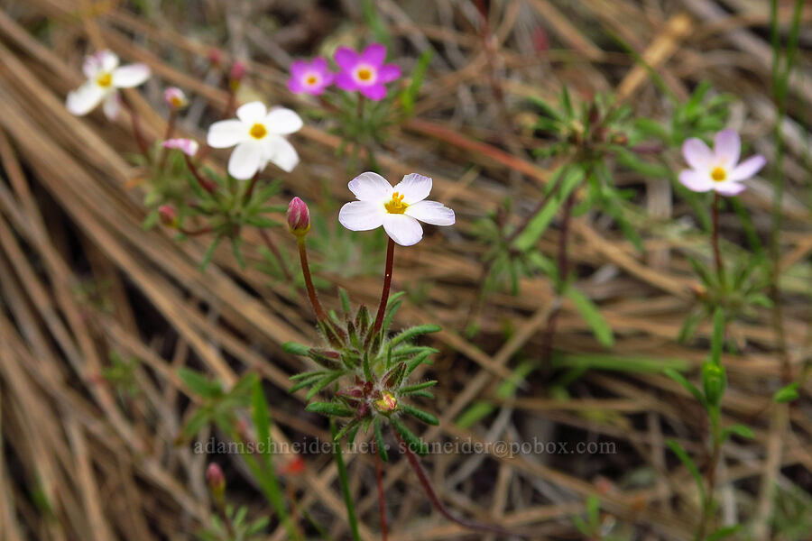 variable linanthus (Leptosiphon parviflorus (Linanthus parviflorus)) [Knoxville Recreation Area, Napa County, California]