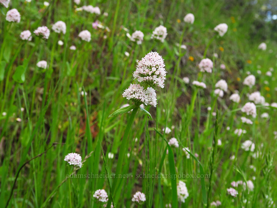 short-spur white plectritis (Plectritis congesta ssp. brachystemon (Plectritis brachystemon)) [Knoxville Recreation Area, Napa County, California]