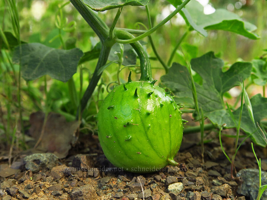 Watson's man-root fruit (Marah watsonii) [Knoxville Recreation Area, Napa County, California]