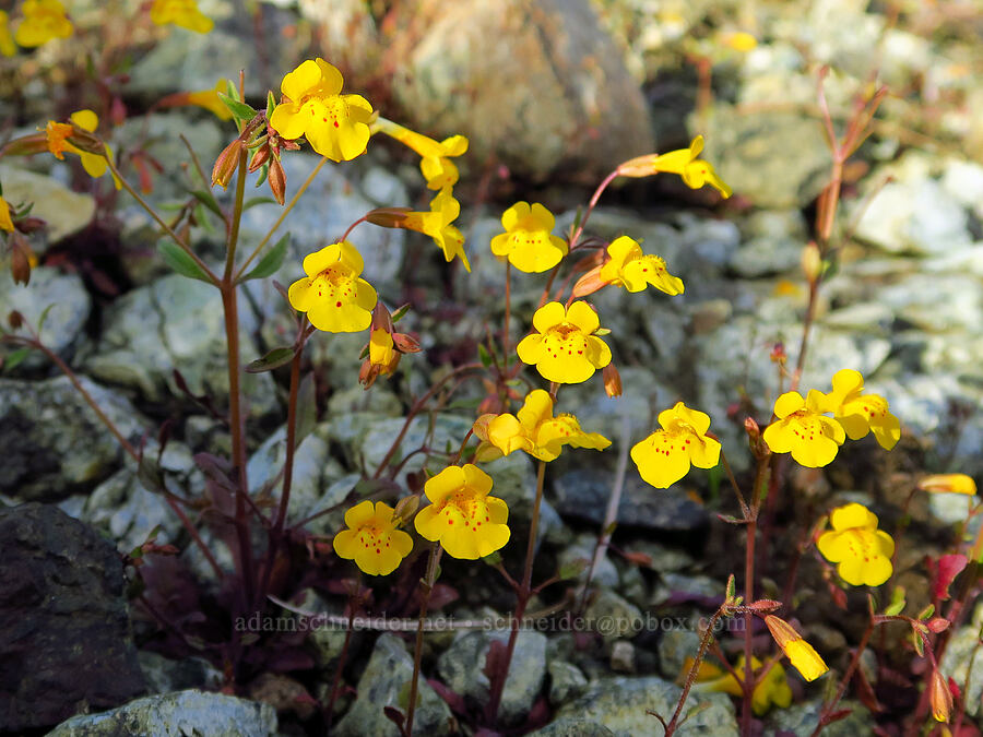 bare monkeyflower (Erythranthe nudata (Mimulus nudatus)) [Knoxville Recreation Area, Lake County, California]