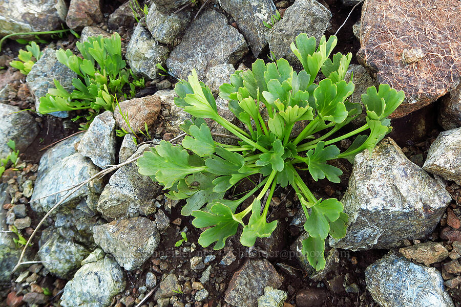 marsh larkspur leaves (Delphinium uliginosum) [Knoxville Recreation Area, Lake County, California]