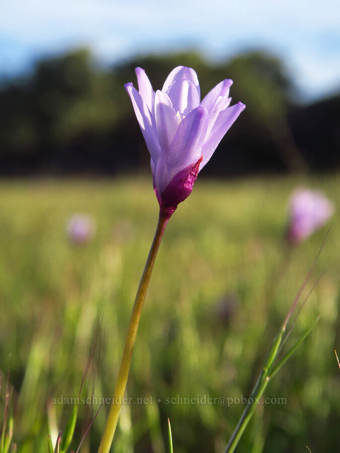 vernal pool blue dicks (Dipterostemon capitatus ssp. lacuna-vernalis (Dichelostemma capitatum ssp. lacuna-vernalis)) [Knoxville Recreation Area, Lake County, California]