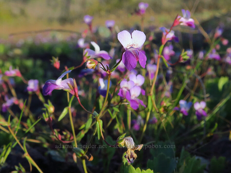 few-flowered blue-eyed-mary (Collinsia sparsiflora) [Knoxville Recreation Area, Lake County, California]