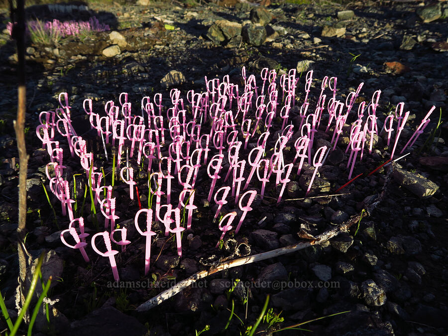 pink plastic swords [Knoxville Recreation Area, Lake County, California]