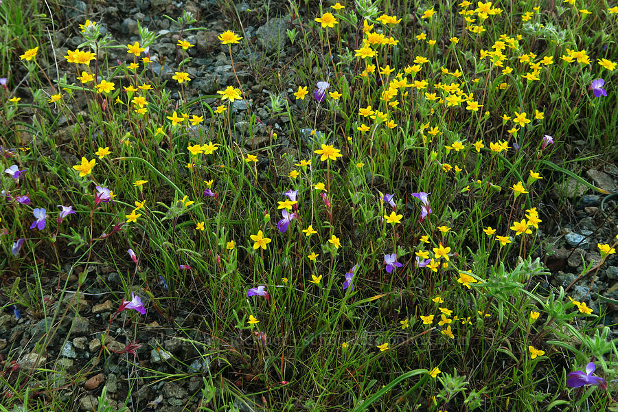 gold-fields & few-flowered blue-eyed-mary (Lasthenia californica, Collinsia sparsiflora) [Knoxville Recreation Area, Lake County, California]