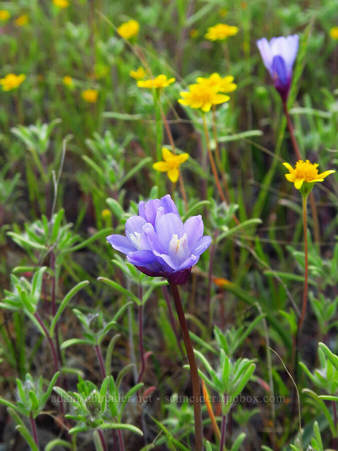 vernal pool blue dicks, gold-fields, & hare-leaf (Dipterostemon capitatus ssp. lacuna-vernalis (Dichelostemma capitatum ssp. lacuna-vernalis), Lasthenia sp., Lagophylla minor (Lagophylla dichotoma ssp. minor)) [Knoxville Recreation Area, Lake County, California]