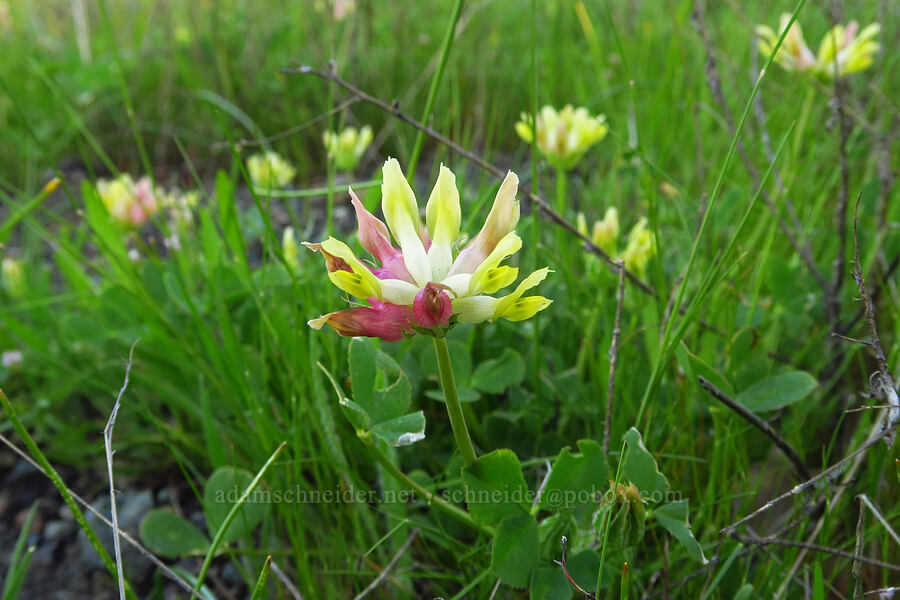 bull clover (Trifolium fucatum) [Knoxville Recreation Area, Lake County, California]