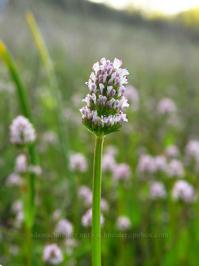 white plectritis (Plectritis macrocera) [Knoxville Recreation Area, Lake County, California]