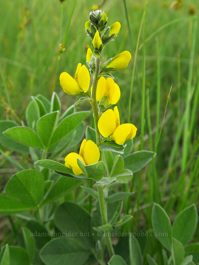 California golden-banner (Thermopsis californica) [Knoxville Recreation Area, Lake County, California]