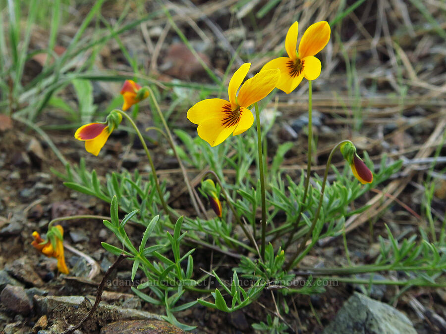 Douglas' violet (Viola douglasii) [Knoxville Recreation Area, Lake County, California]