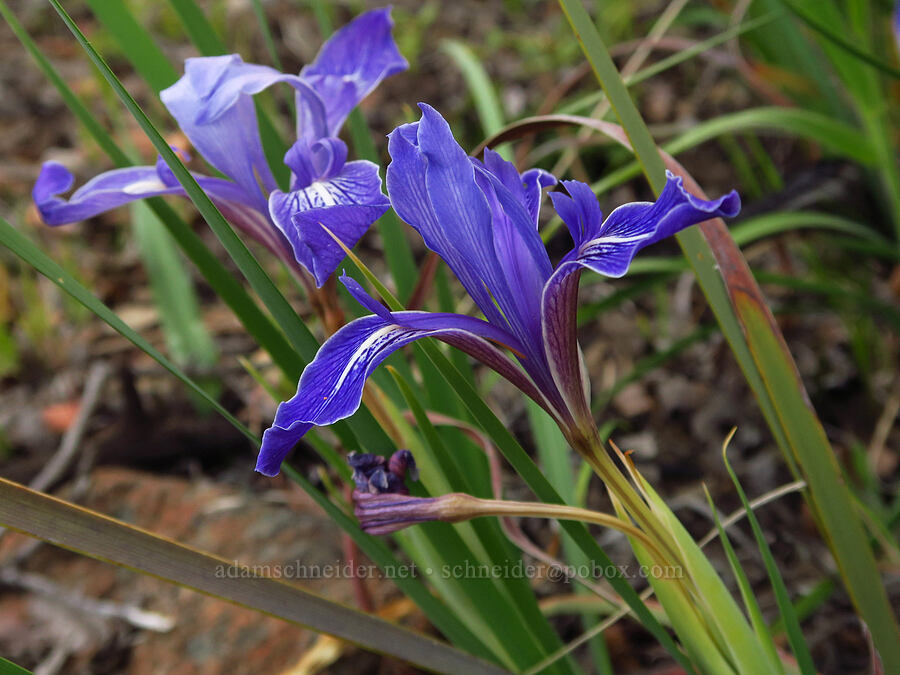 bowl-tube iris (Iris macrosiphon) [Knoxville Recreation Area, Lake County, California]