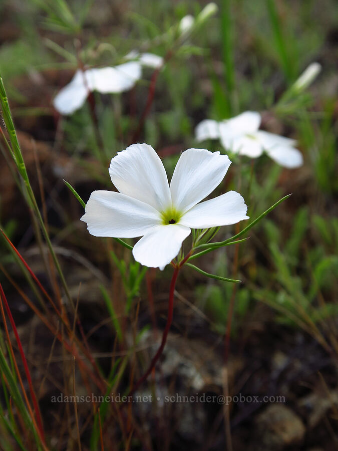 evening snow (Linanthus dichotomus) [Knoxville Recreation Area, Lake County, California]