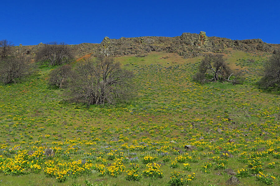 balsamroot & lupine (Balsamorhiza sp., Lupinus sp.) [Columbia Hills Natural Area Preserve, Klickitat County, Washington]