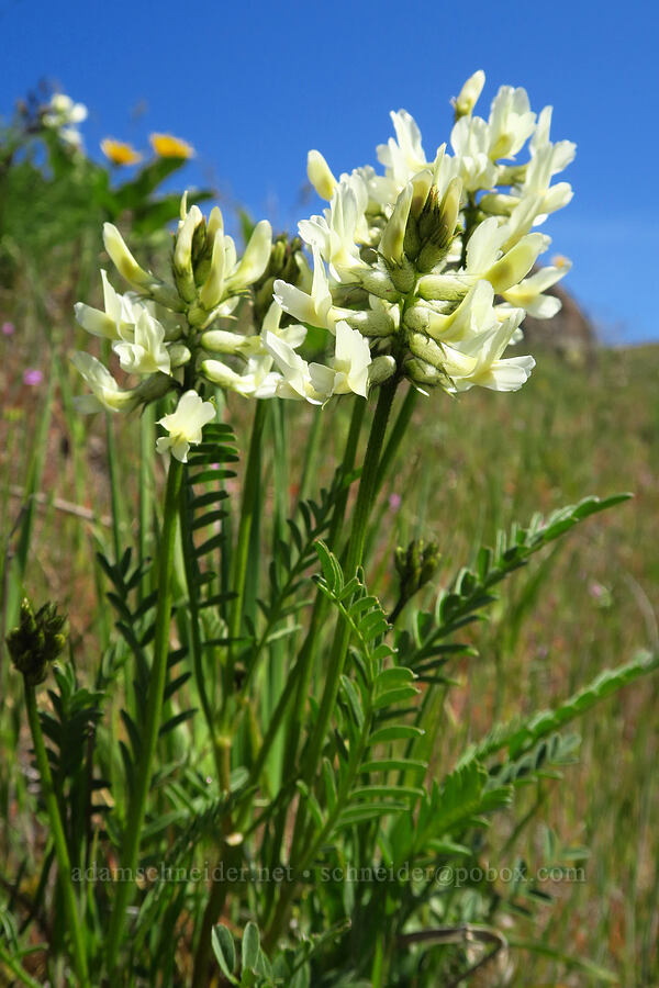 milk-vetch (which?) (Astragalus sp.) [Columbia Hills Natural Area Preserve, Klickitat County, Washington]