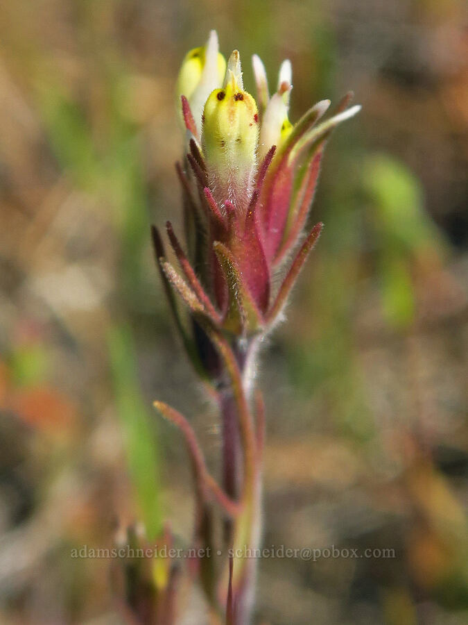 narrow-leaf owl's-clover (valley tassels) (?) (Castilleja attenuata (Orthocarpus attenuatus)) [Columbia Hills Natural Area Preserve, Klickitat County, Washington]