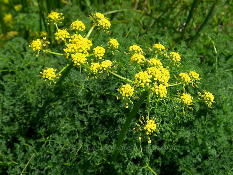 pungent desert parsley (Lomatium papilioniferum (Lomatium grayi)) [Columbia Hills Natural Area Preserve, Klickitat County, Washington]