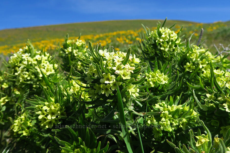 Columbia puccoon (Lithospermum ruderale) [Columbia Hills Natural Area Preserve, Klickitat County, Washington]