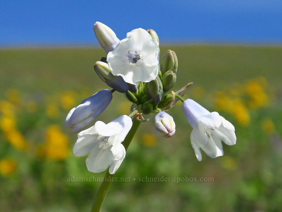 bi-colored cluster lilies (Triteleia grandiflora var. howellii (Brodiaea bicolor)) [Columbia Hills Natural Area Preserve, Klickitat County, Washington]