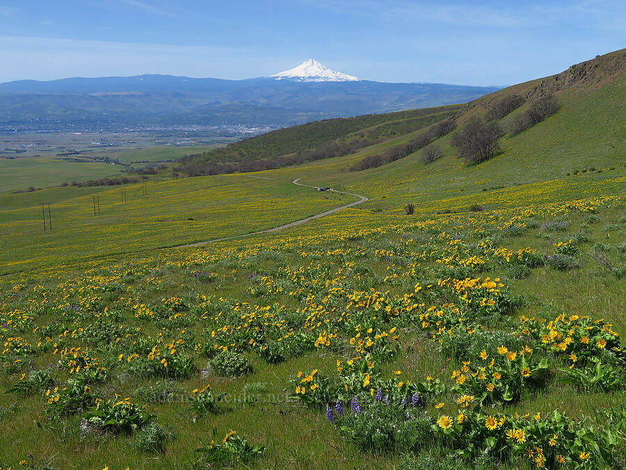 balsamroot, lupine, & Mount Hood (Balsamorhiza sp., Lupinus sp.) [Columbia Hills Natural Area Preserve, Klickitat County, Washington]