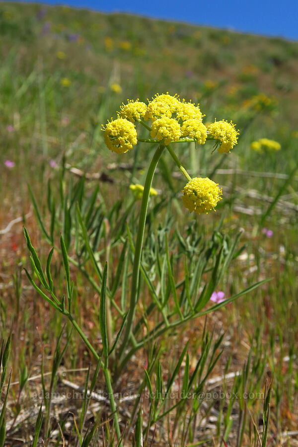 nine-leaf desert parsley (Lomatium brevifolium (Lomatium triternatum var. brevifolium)) [Columbia Hills Natural Area Preserve, Klickitat County, Washington]