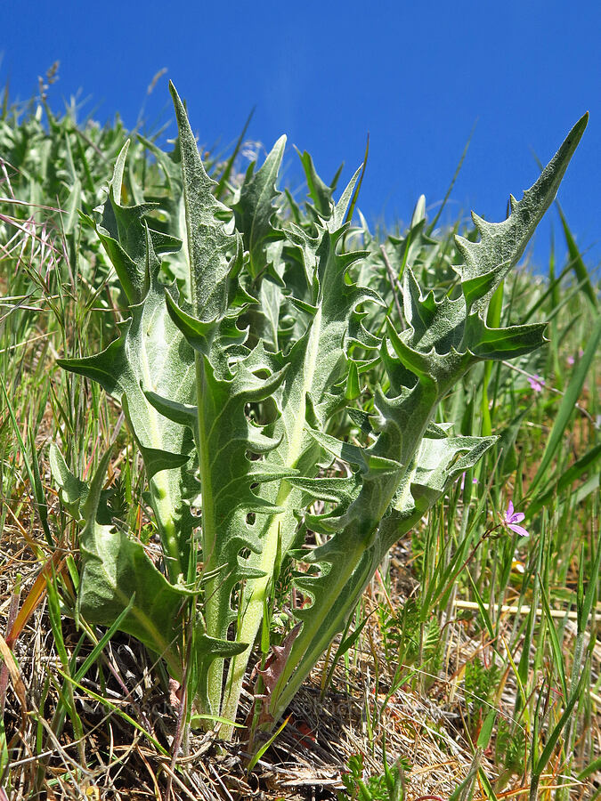 Baker's hawksbeard leaves (Crepis bakeri) [Columbia Hills Natural Area Preserve, Klickitat County, Washington]