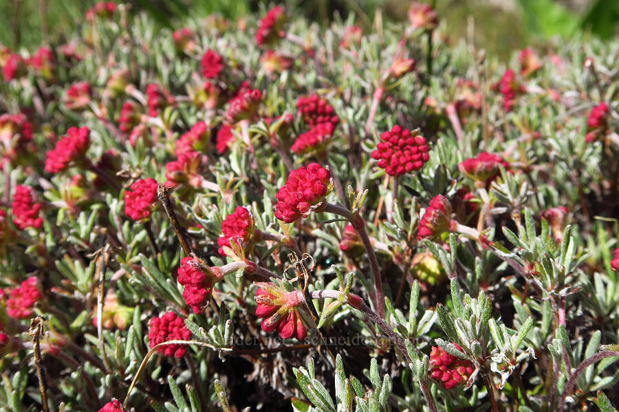 scabland buckwheat, budding (Eriogonum sphaerocephalum var. sublineare (Eriogonum douglasii var. tenue)) [Columbia Hills Natural Area Preserve, Klickitat County, Washington]