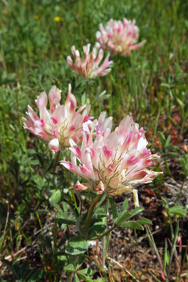 big-head clover (Trifolium macrocephalum) [Columbia Hills Natural Area Preserve, Klickitat County, Washington]