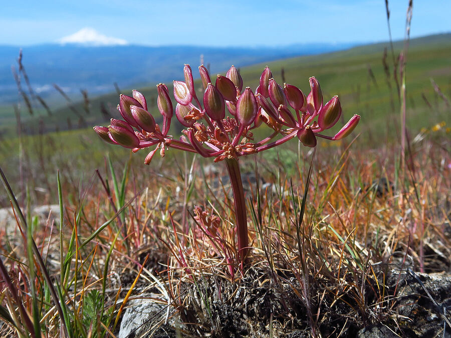 Canby's desert parsley, going to seed (Lomatium canbyi (Cogswellia canbyi)) [Columbia Hills Natural Area Preserve, Klickitat County, Washington]