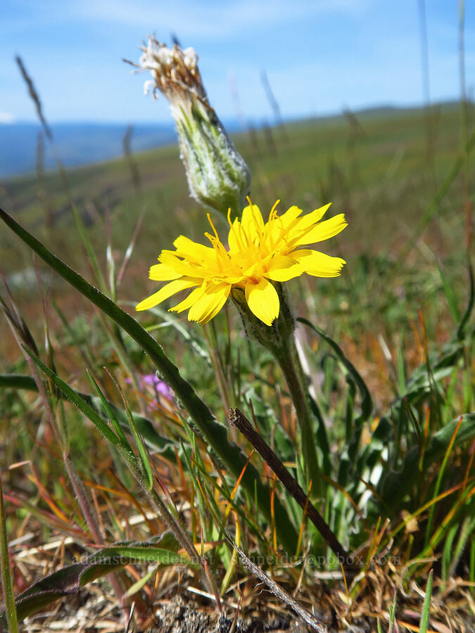 false agoseris (sagebrush dandelion) (Nothocalais troximoides (Microseris troximoides)) [Columbia Hills Natural Area Preserve, Klickitat County, Washington]