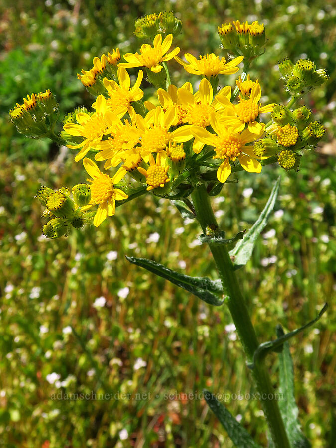 western groundsel (Senecio integerrimus) [Columbia Hills Natural Area Preserve, Klickitat County, Washington]