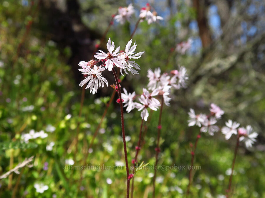 prairie stars (Lithophragma glabrum) [Columbia Hills Natural Area Preserve, Klickitat County, Washington]