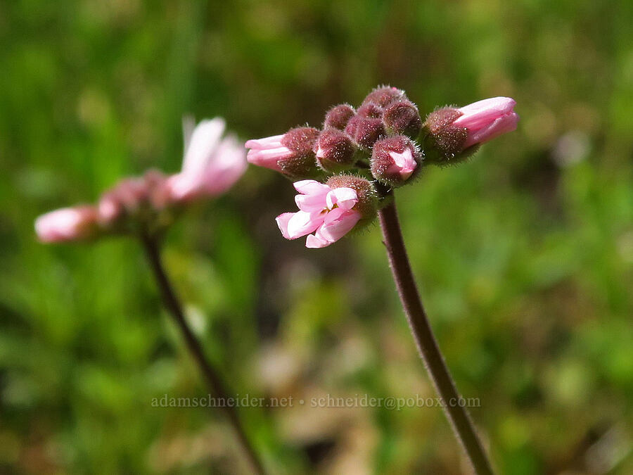 prairie star, budding (Lithophragma parviflorum) [Columbia Hills Natural Area Preserve, Klickitat County, Washington]