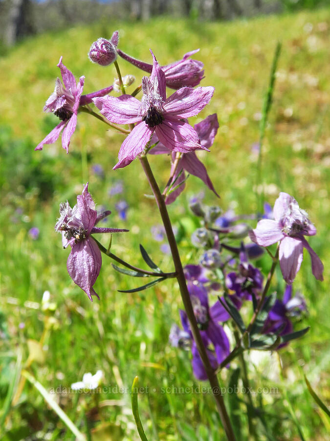 pink larkspur (Delphinium nuttallianum) [Columbia Hills Natural Area Preserve, Klickitat County, Washington]