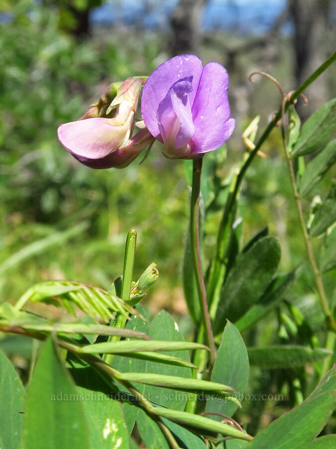 American vetch (Vicia americana) [Columbia Hills Natural Area Preserve, Klickitat County, Washington]