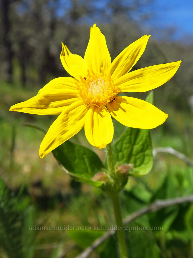 heart-leaf arnica (Arnica cordifolia) [Columbia Hills Natural Area Preserve, Klickitat County, Washington]