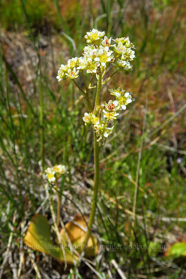 brittle-leaf saxifrage (Micranthes fragosa (Saxifraga integrifolia var. claytoniifolia)) [Columbia Hills Natural Area Preserve, Klickitat County, Washington]