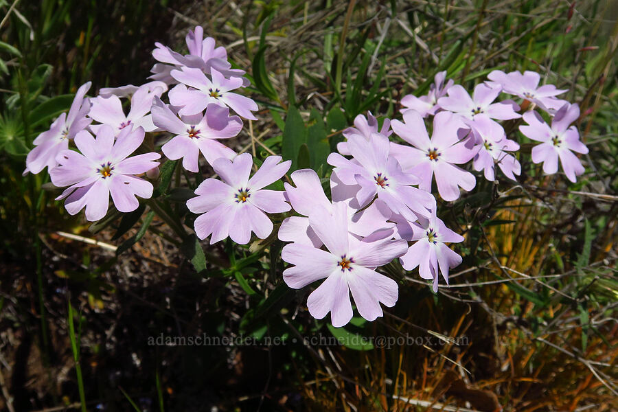 showy phlox (Phlox speciosa) [Columbia Hills Natural Area Preserve, Klickitat County, Washington]