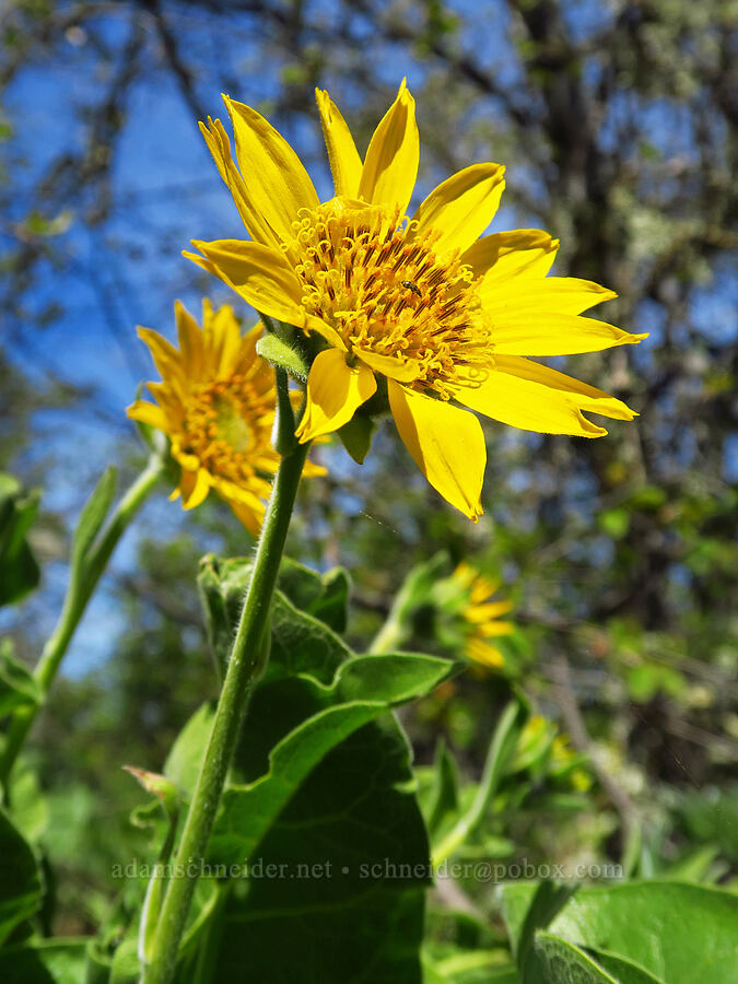 balsamroot (Balsamorhiza sp.) [Columbia Hills Natural Area Preserve, Klickitat County, Washington]