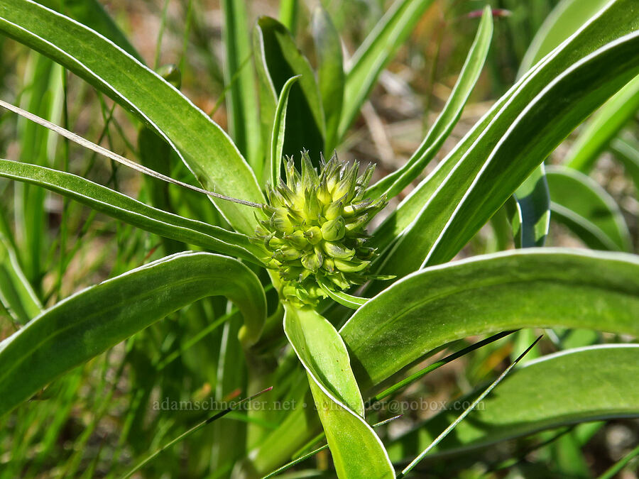 white-stem frasera, budding (Frasera albicaulis var. columbiana (Swertia columbiana)) [Columbia Hills Natural Area Preserve, Klickitat County, Washington]