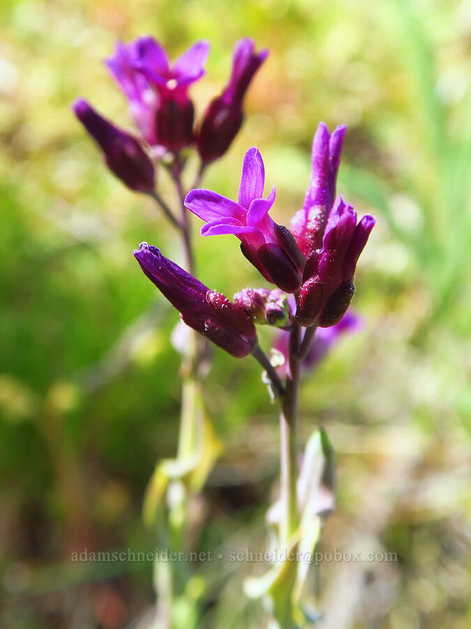 purple rock-cress (Boechera atrorubens (Arabis sparsiflora var. atrorubens)) [Columbia Hills Natural Area Preserve, Klickitat County, Washington]