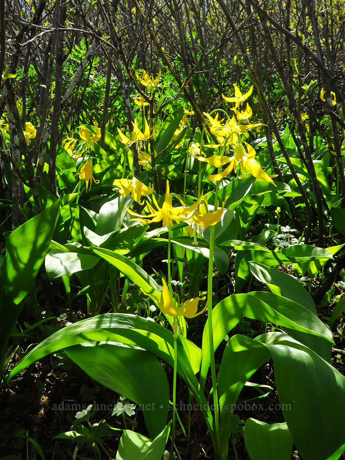 glacier lilies (Erythronium grandiflorum) [Columbia Hills Natural Area Preserve, Klickitat County, Washington]