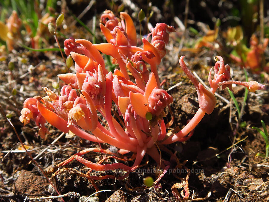 pale spring-beauty (Claytonia exigua (Montia exigua)) [Columbia Hills Natural Area Preserve, Klickitat County, Washington]